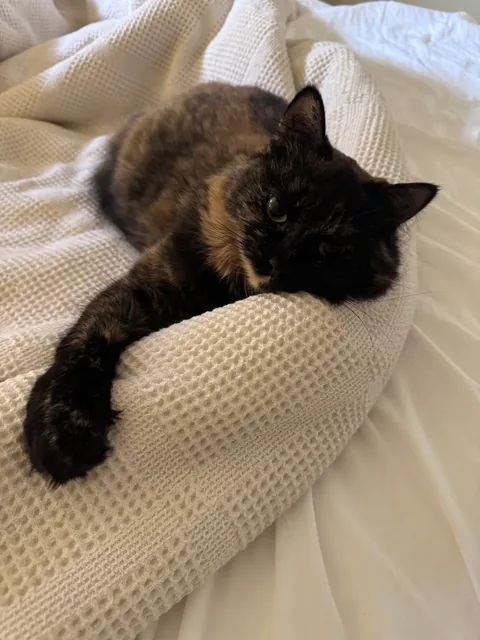 Balenci curled up on a white waffle blanket