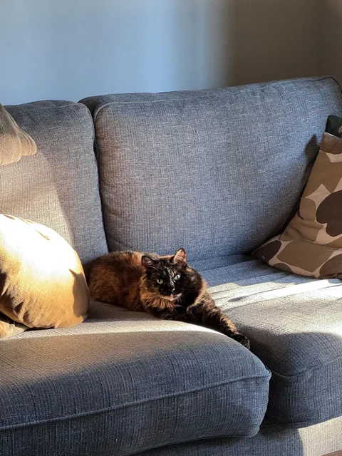 Balenci lounging in the sun on a grey couch