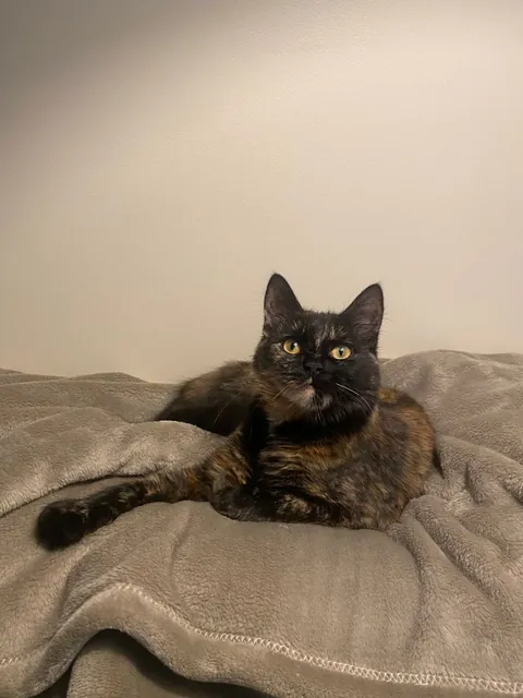 Balenci sitting on a grey blanket, looking up past the camera