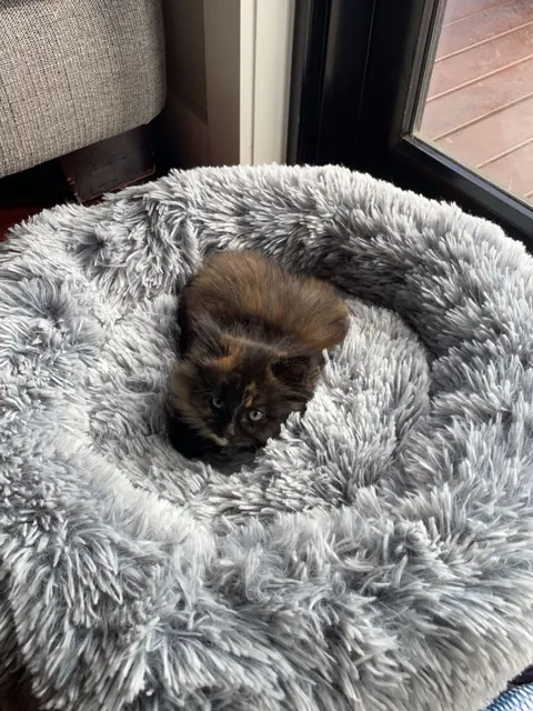Balenci as a tiny, very fluffy tortoiseshell kitten, curled up in a grey fluffy cat bed.